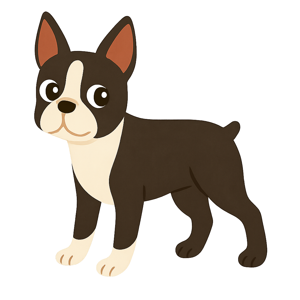 보스턴 테리어가 고개돌리는 모습